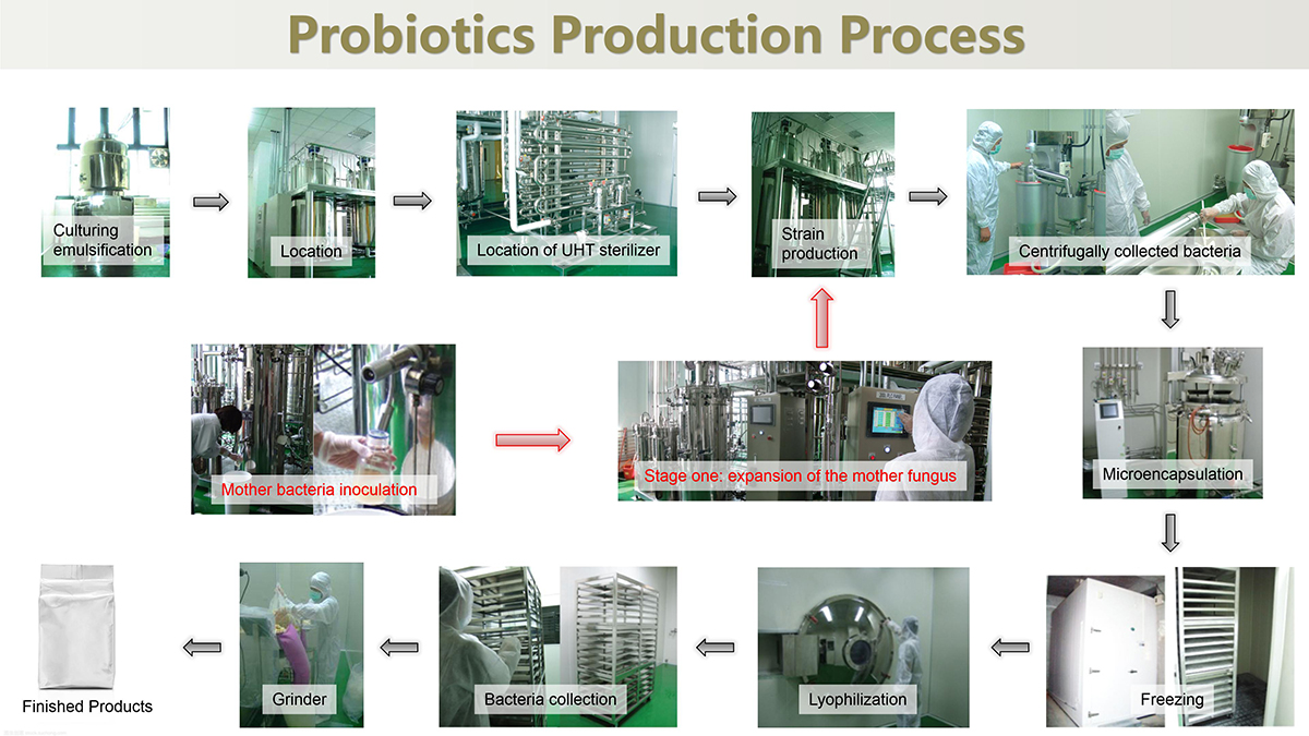 Probiotic Production Process Solutions - Megafood