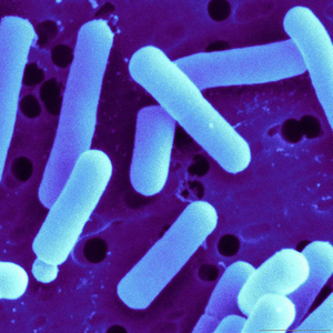 Food Grade Monostrain Single Probiotics Powder Lactobacillus Casei 